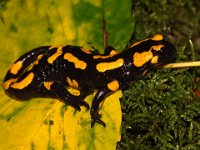 0009 (Feuersalamander)